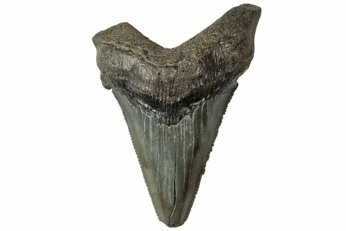 Serrated Angustidens Tooth - Megalodon Ancestor #313620